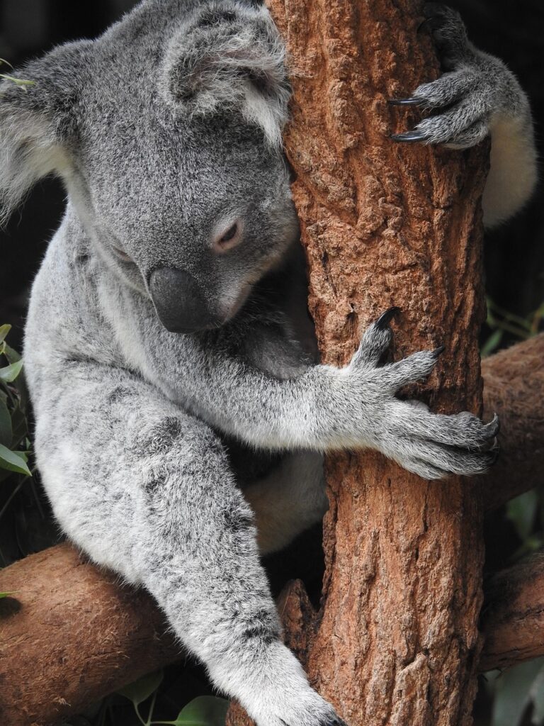 Koala